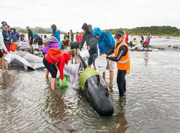 Волонтёры спасают дельфинов
