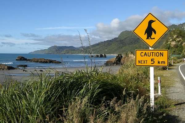 Предупреждение о пингвинах на дороге