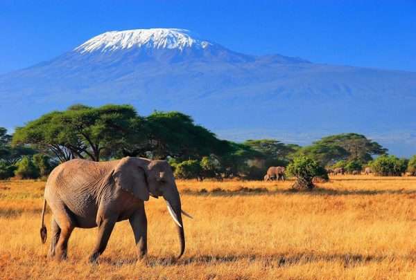 Слон на фоне Килиманджаро (приграничная с Кенией территория Танзании)